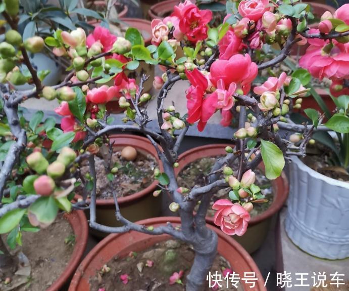 家庭盆景“极品”海棠树,这么一打理,高档大气,开花量大色艳