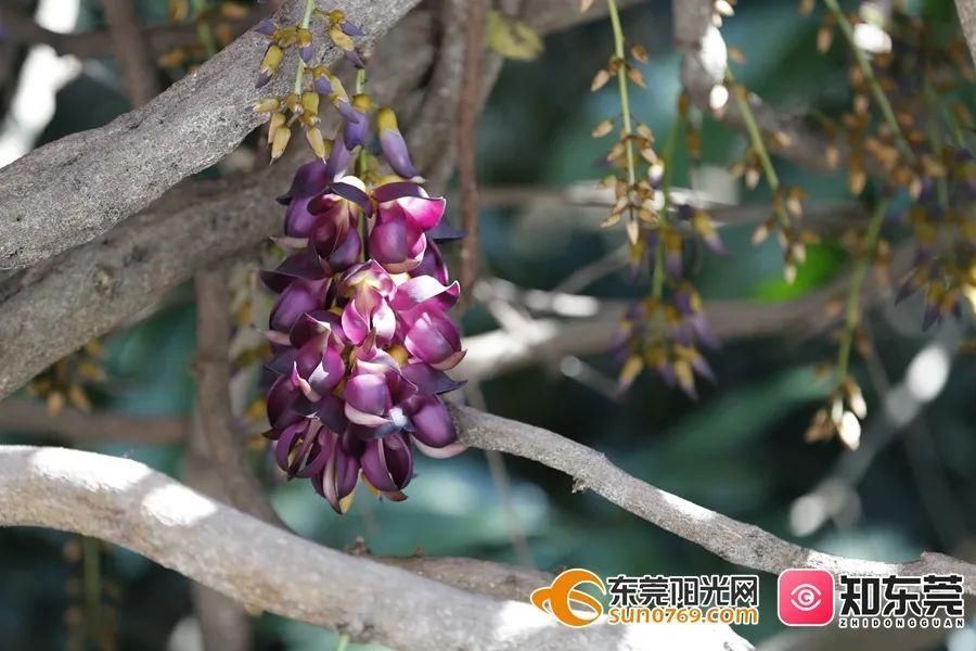 东莞这里的“花中翠鸟”开啦！组团赏花，刷爆朋友圈！