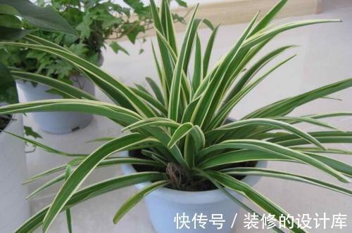 净化|5种植物养在家中,不仅净化空气还能促进睡眠呢