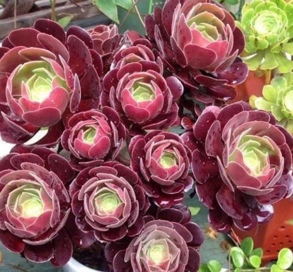 十月养多肉，教你几个小技巧，快速上色，30天养成群生肉墩子