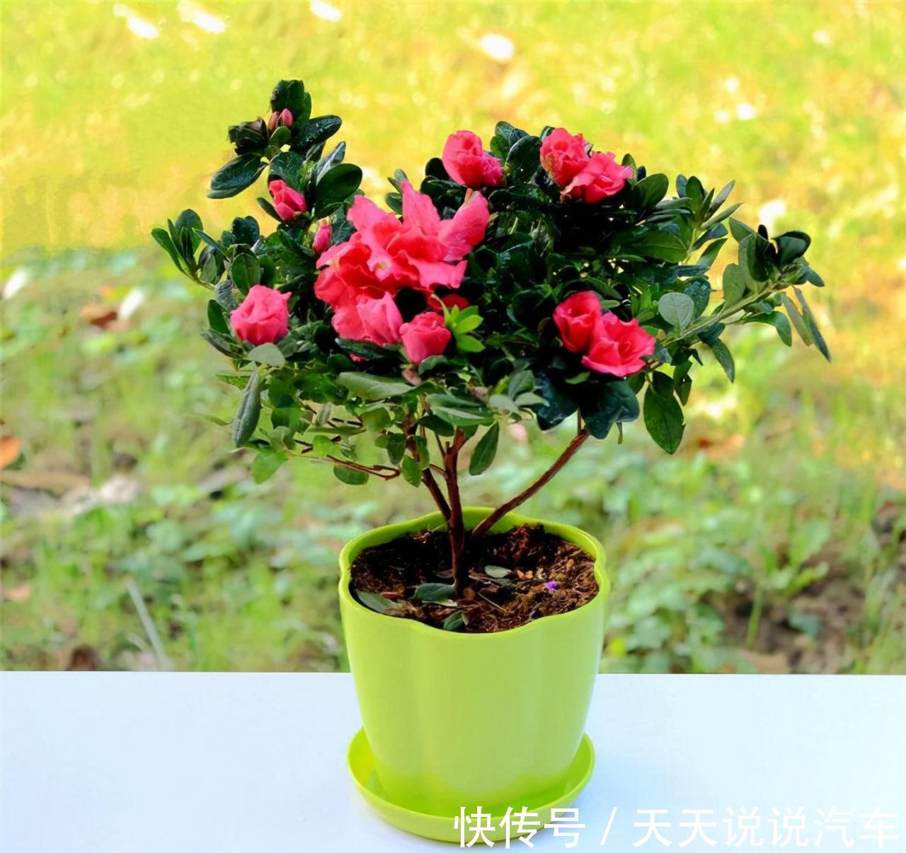 黄豆水的肥性，也比不过此特制溶液，用来浇花，绰绰有余