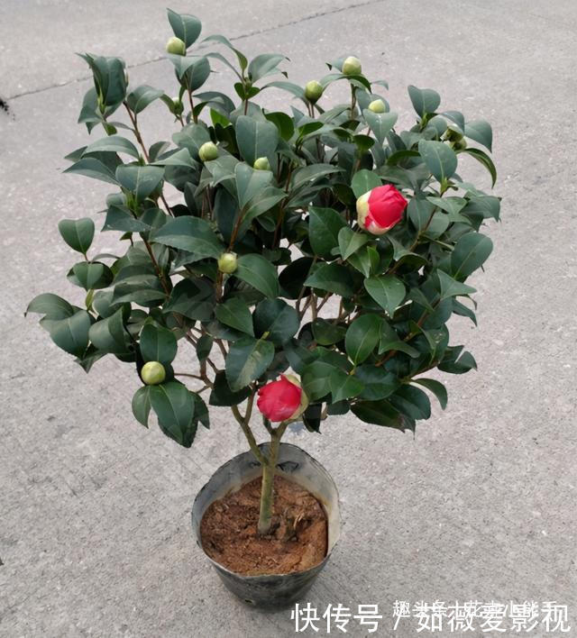 这款花卉,比兰花香,比牡丹美,花期长达半年,零下15度冻不死