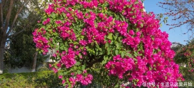 90%花都是因为浇水而枯萎,老农也不例外,新手养花必看的技巧!