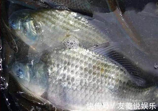 自制酒米做窝钓鲫鱼，钓获肥美高背鲫，估计是走了“狗屎运”