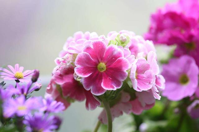 爆盆|室内必养的3种花，好养易活能爆盆，谁养谁喜欢，看看你都养过吗