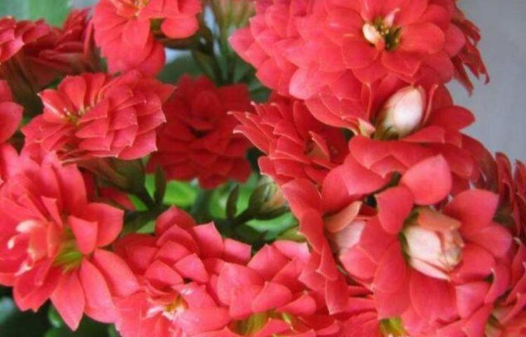 4种花好养易活开花漂亮,养了就爆盆,花团锦簇