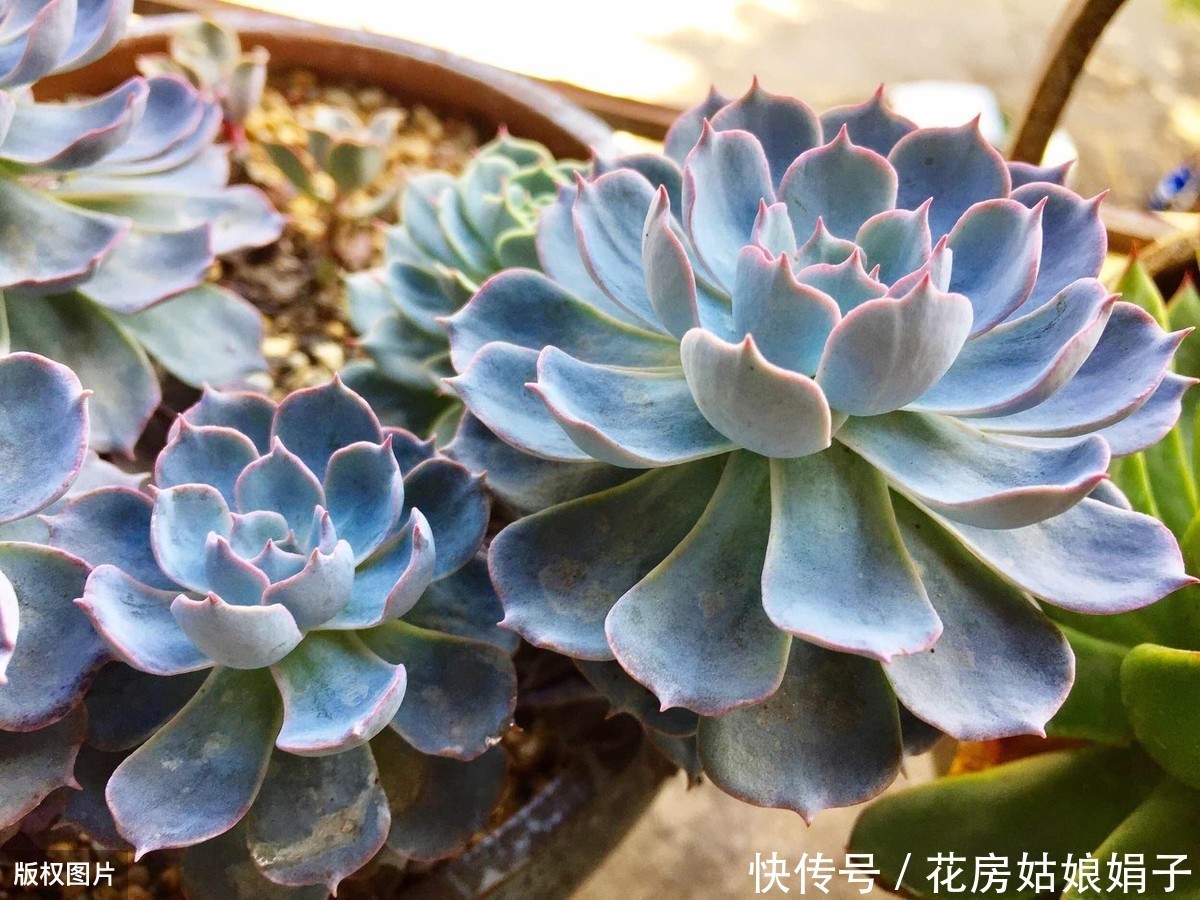 病虫害|多肉多晒晒太阳,生长健壮,预防徒长不生病,养出一盆漂亮的多肉