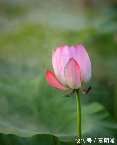 桃花开|7月7日开始，4属相运势如虹，贵人来、桃花开，福运亨通