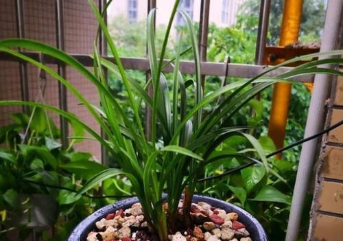 花卉|家里养花,2种东西掺盆里,土壤疏松透气,比淘米水强10倍!