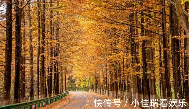 乡村路|“中国最美乡村路”又添一景，距4000年银杏仅3公里