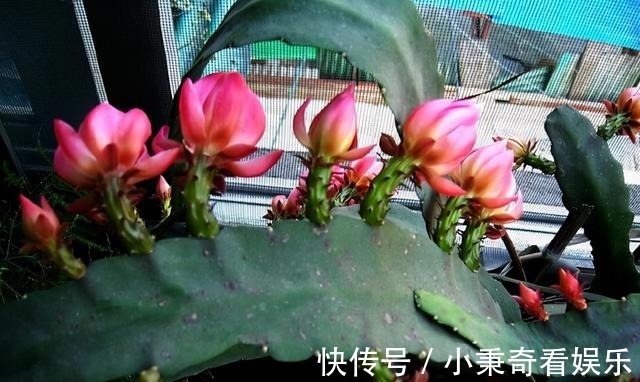 秋天满地的“稀奇宝贝”，不要白不要，捡起来养花，养1盆爆1盆