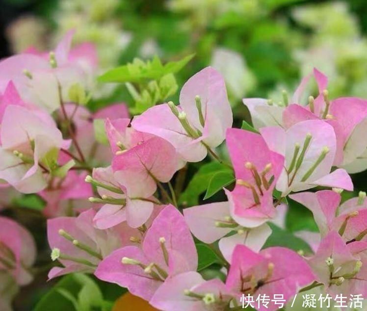 花友|4种花，是真正的开花机器，一年四季开不停，晒晒太阳就爆盆