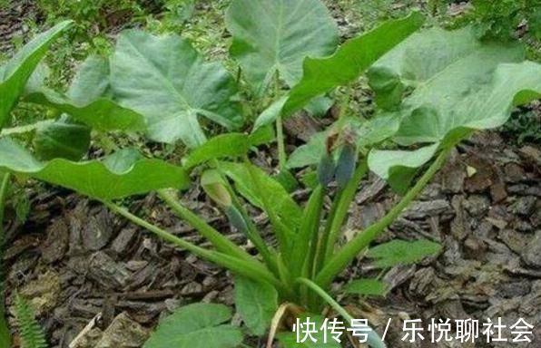 消肿止痛|乡下一种野菜，老一辈人都认识，消肿止痛，蕴含维生素
