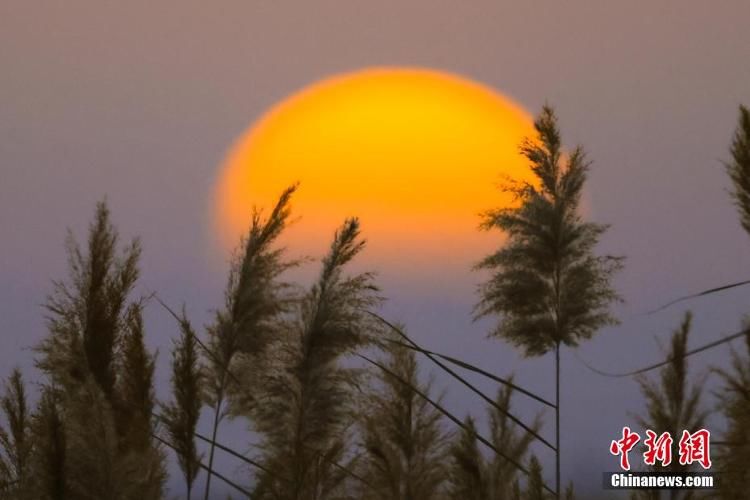 夕阳|新疆博湖初冬芦苇映夕阳