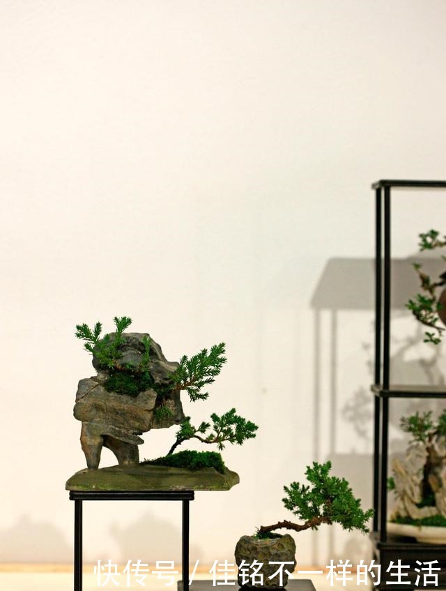 五针松“盆景”桩材，不会养护造型老师傅这就教你一招