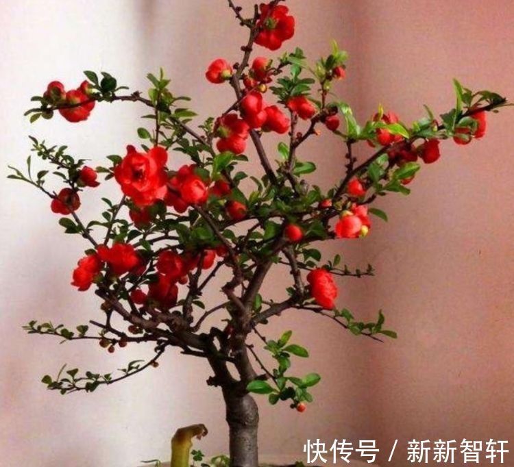 茉莉花|几种花超爱开花,清香怡人,连年开花,满室生香,花开美观又大气