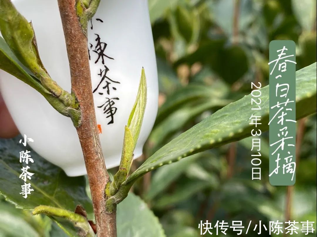 茸毛#白茶的冲泡，从白毫银针、白牡丹，到寿眉，都需要用低温水吗？