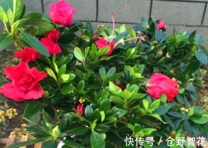 营养土|最有仙气的5种花,迷人的花朵,开满整个花盆,快养起来吧!