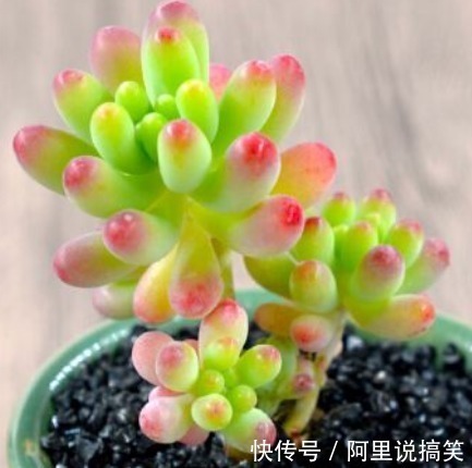 技巧|精挑细选32种多肉植物，1分钟掌握养护技巧，非常实用
