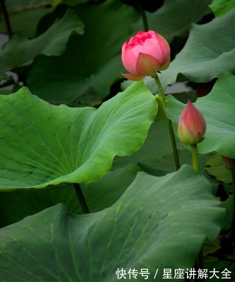 喜鹊|7月中旬，喜鹊报喜，4属相桃花朵朵，事业进步，日子顺风顺水