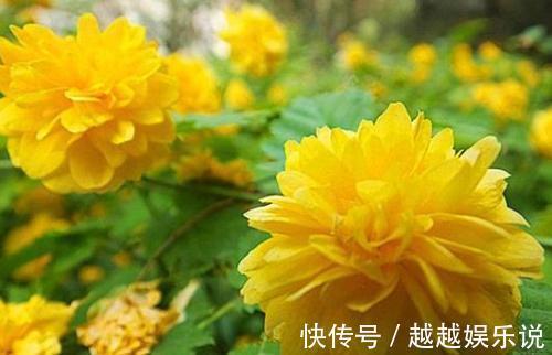 很多人见过棣棠花，却不知其身份，原来它有好多小秘密！