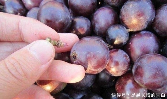 小眼睛|夫妻俩是小眼睛,孕妇天天吃葡萄,只为生出大眼萌娃,结局很意外