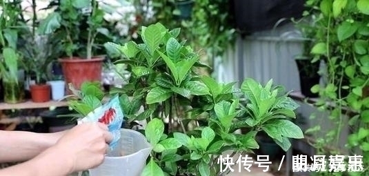 养花土里掺点它，盆土疏松肥沃，不黄叶不烂根，啥花都喜欢！