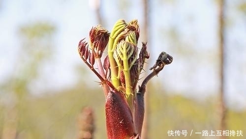 云吧|昌宁:入春了,漫山野菜里藏着人间烟火气