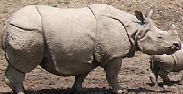 欧洲人|丢勒一幅错误百出的画,欧洲人300年信以为真