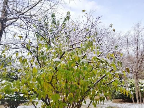 冬夜|冬夜霜雪落满头，我与巢院共白首