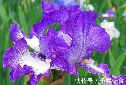 打理|3种花很好养,耐寒易打理,花美色艳,花儿轻松开爆盆