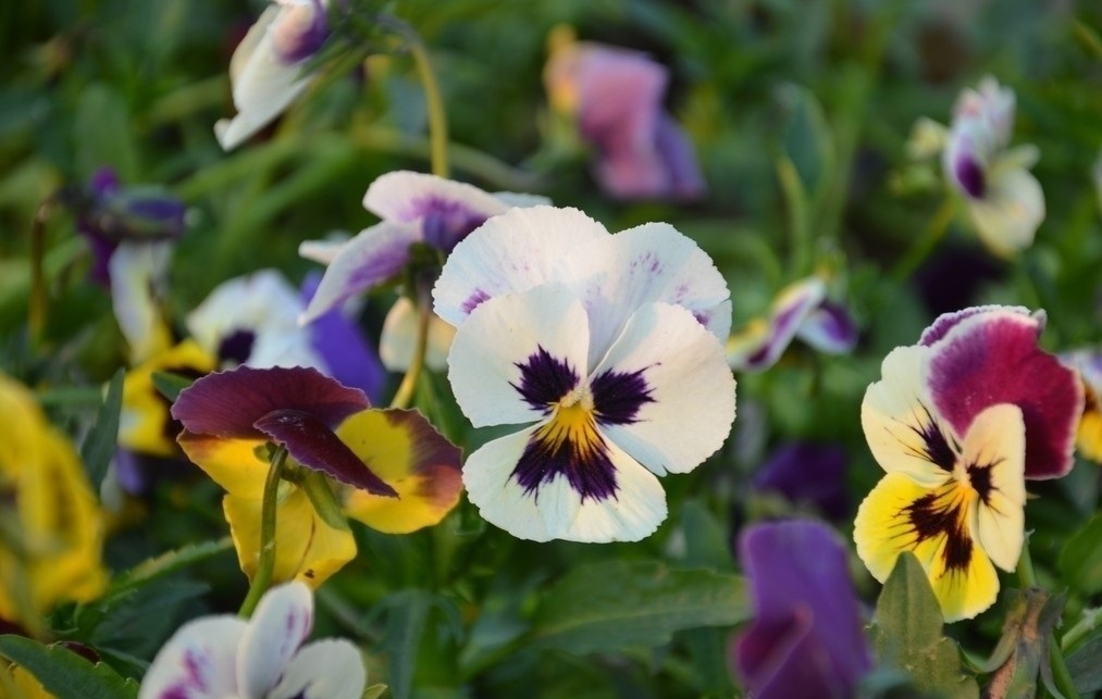 此花是一种美丽的花，所代表的是思念，也有着忧虑