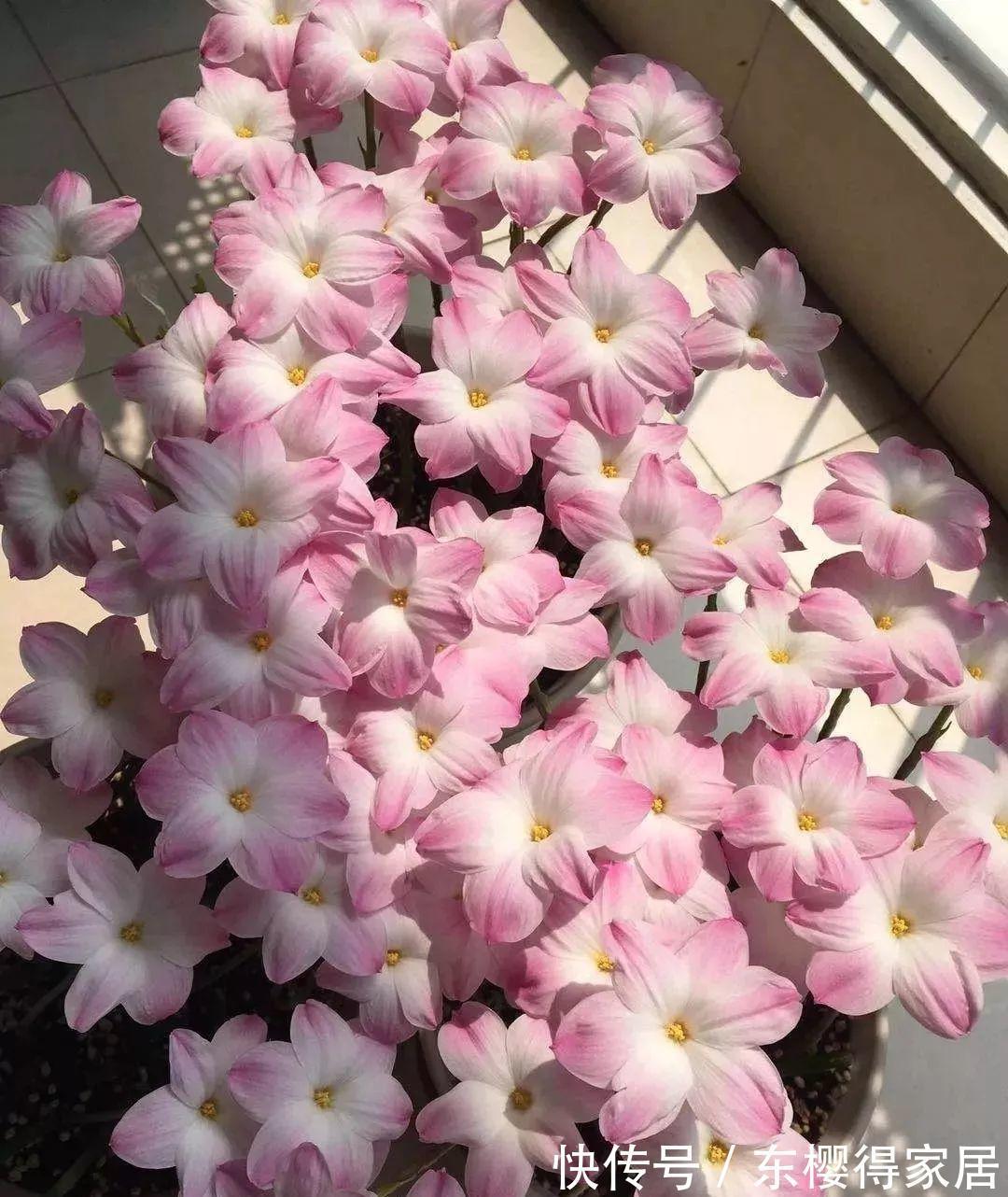 小苗|养了一棵花，爆了“一窝崽”，漂亮又好养，就是不值钱