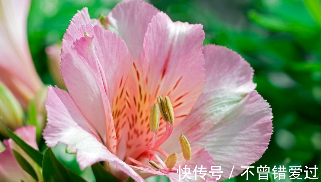 在家就能制作的养花肥水,制作方法简单,肥效好