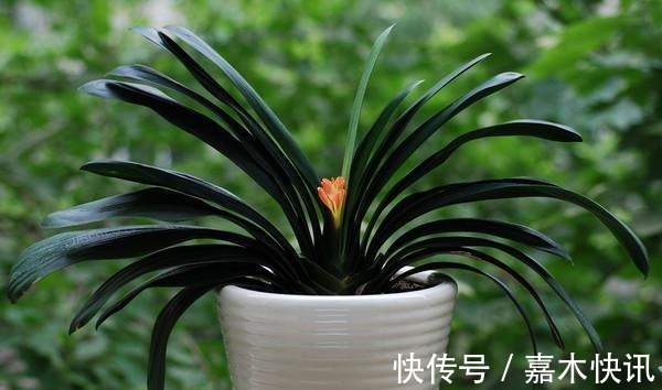 养君子兰加点料，叶片绿油油长得旺，懒人的福音！