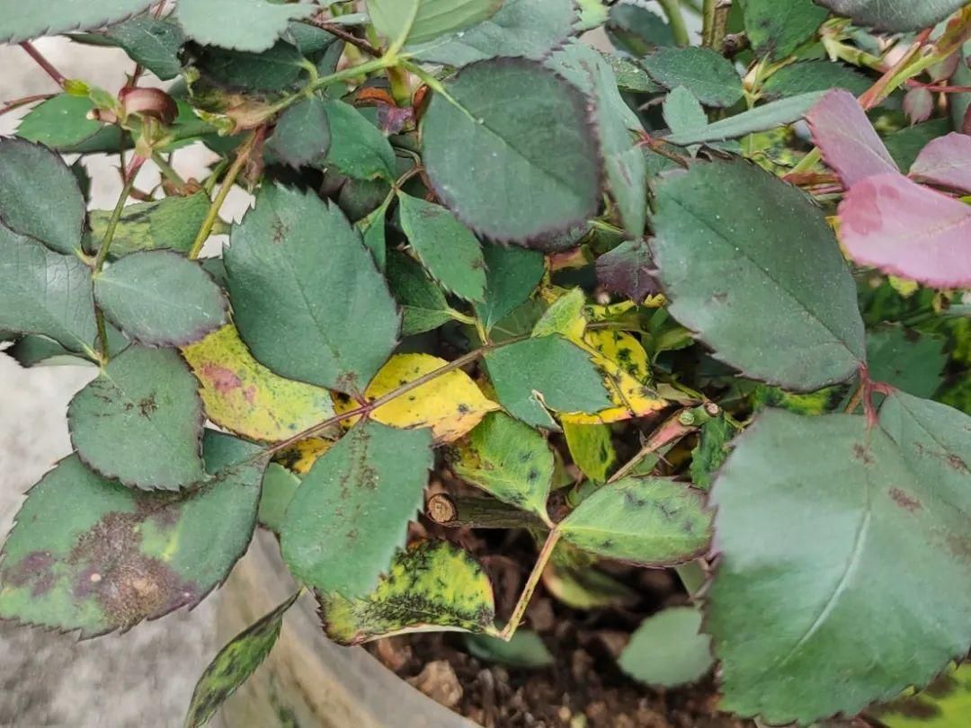 栀子花叶子发黄,是求救信号,不管花就容易死