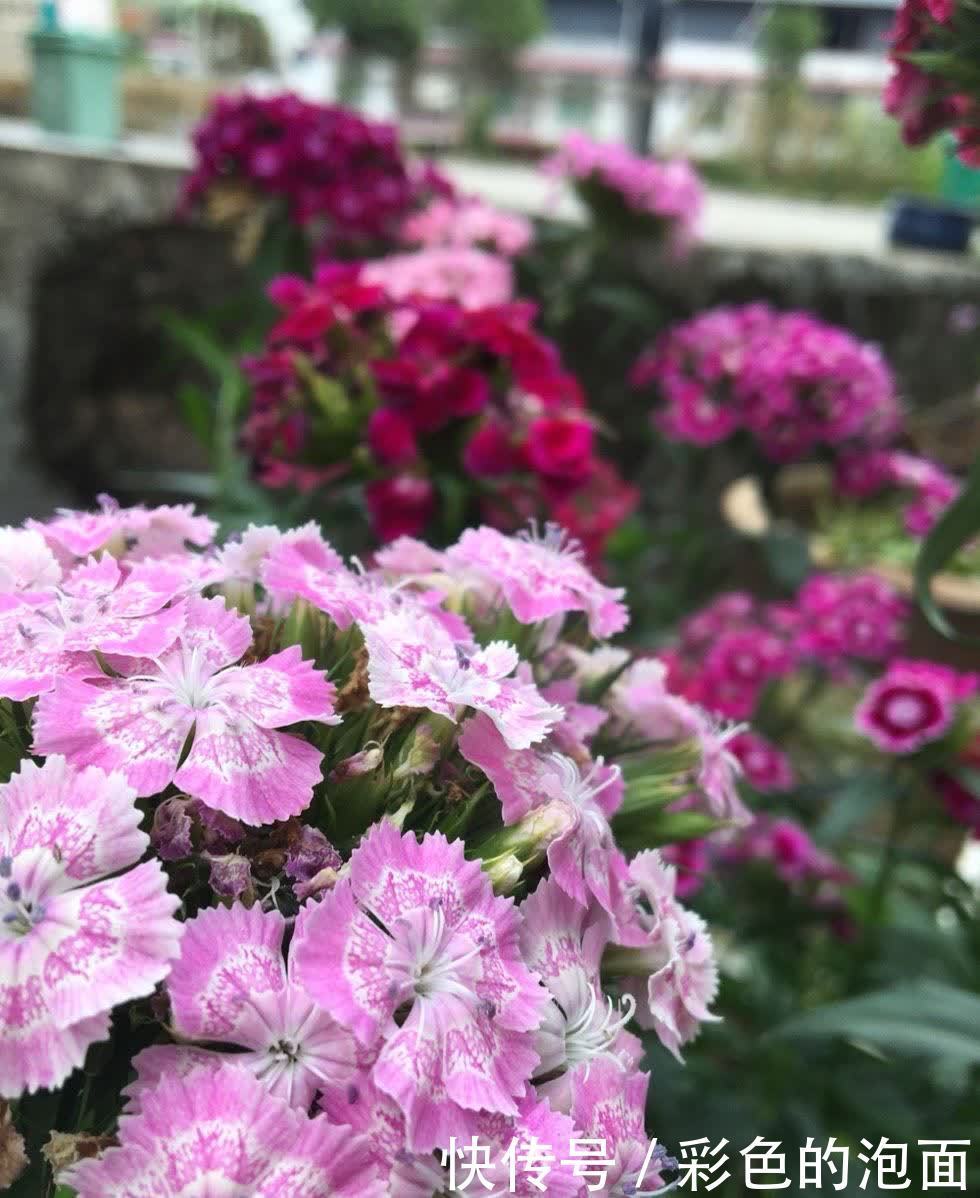 太阳花|喜欢天天晒太阳的“6种花”,越晒花越艳花越大,太好看了吧