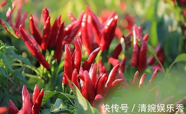 羽毛球|22个冷知识,课本上不会出现,但却真实有趣的存在着