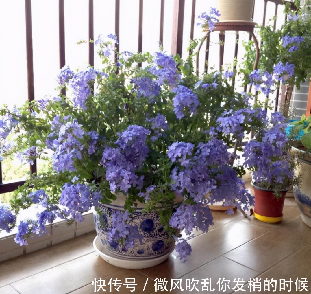 光照|阳台养花“6大错”，错了一个就黄叶，都占了就是“养花杀手”