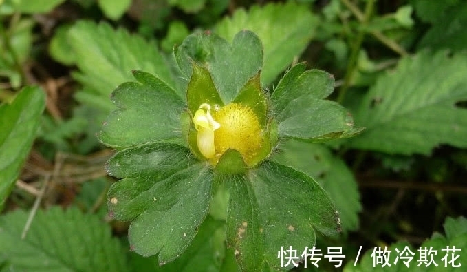 委陵菜|农村满地生的一种野草,它是天然好药材少人知,若见到还请保护好