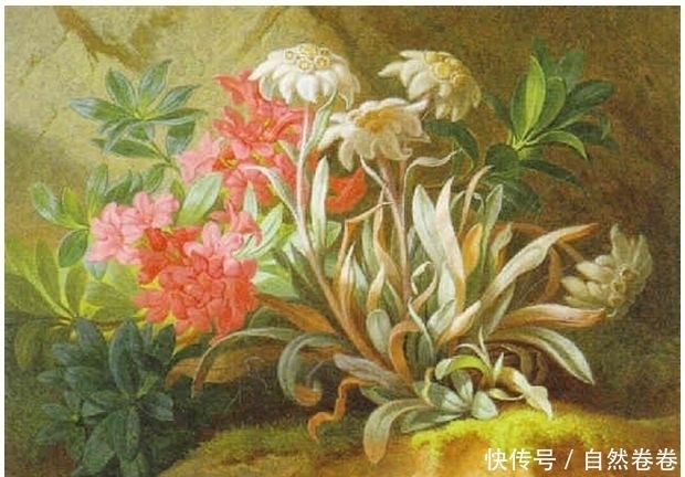 奥地利|奥地利画家JosefSchuster(Austrian,1812–1890)