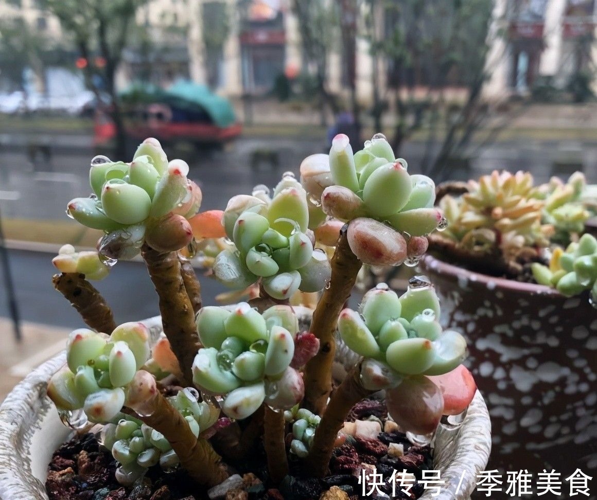 花友|多肉之所以养不好,全在“水”上,“不会”浇水,直接烂根