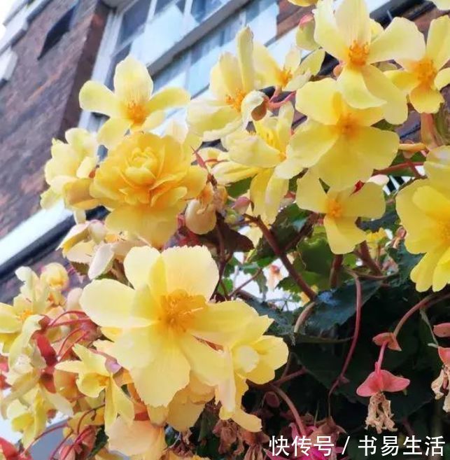 花朵|吊起来养的“4种花”，好看好养不占地，一次开出200朵，美