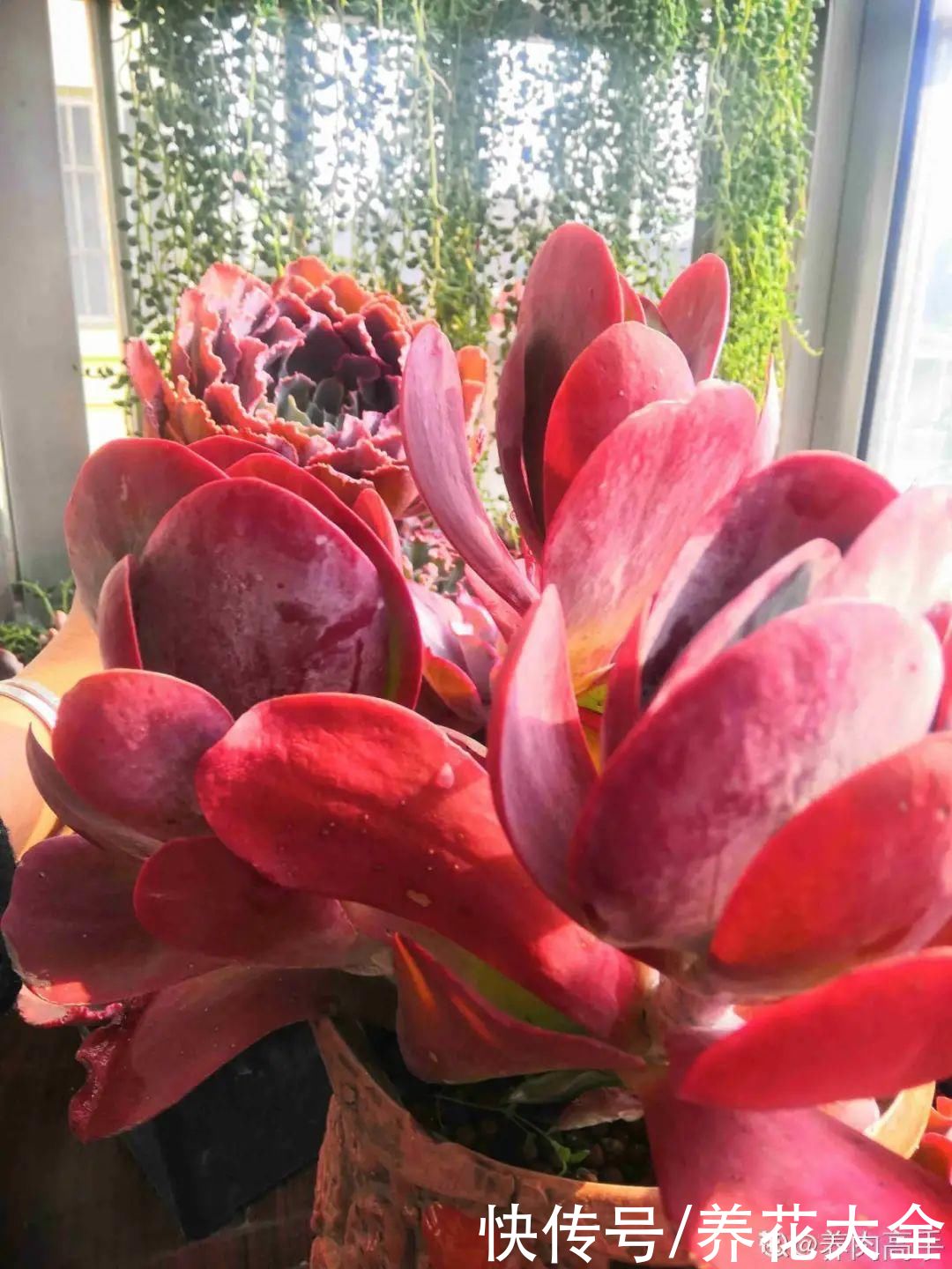 春天的多肉，长成一把大大扇子，看着就是爽