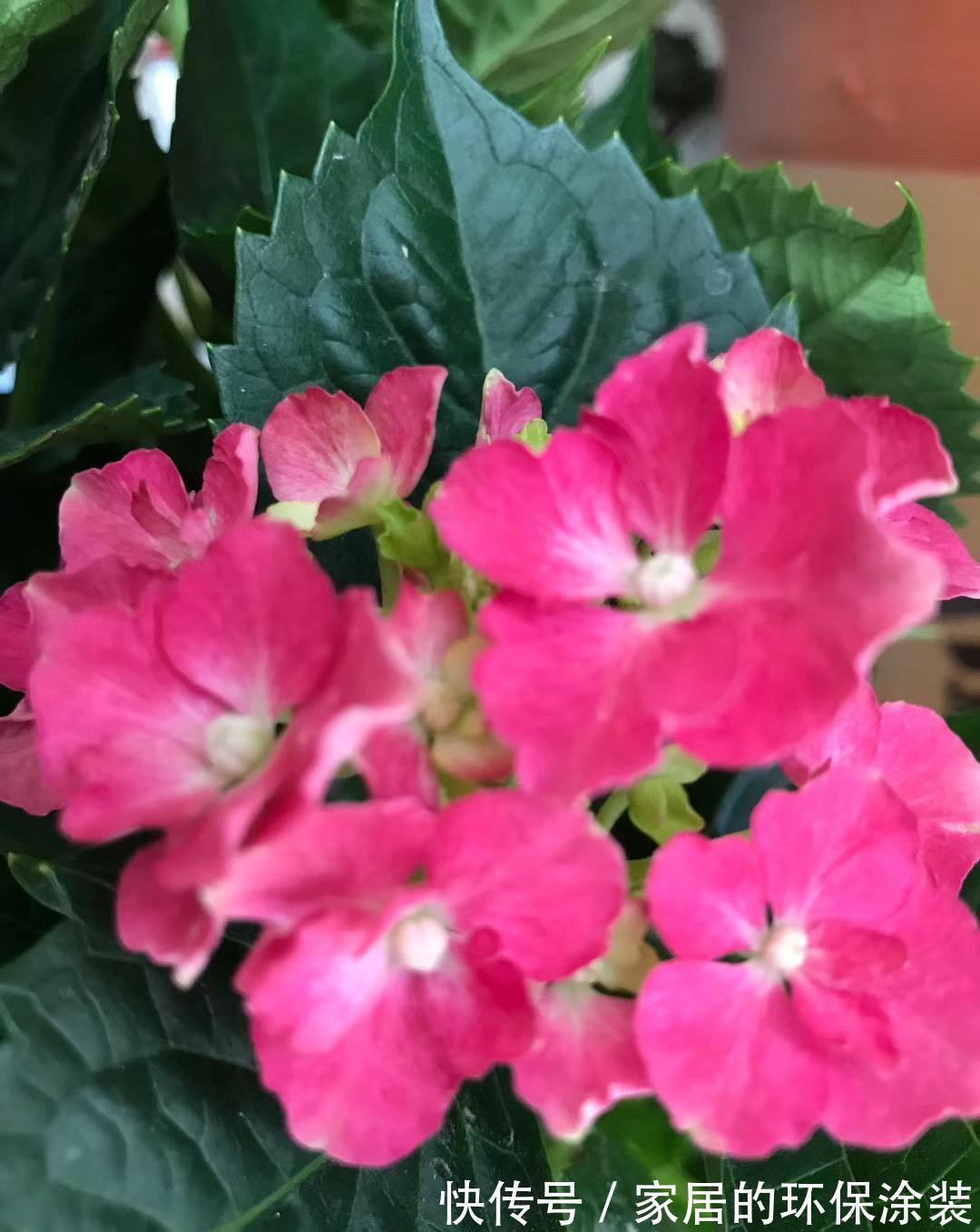 浇水|那些把花养的很好的人,都对花草做了什么