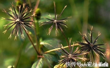 农村|农村路边常见野草,为民间神奇中草药,煎汁代茶饮,辅治高血压