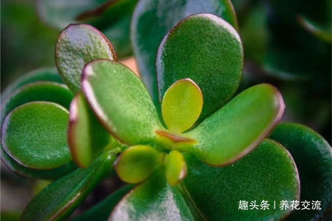 是玉树，还是燕子掌别被骗了，叶子变红色可能是这些原因引起的