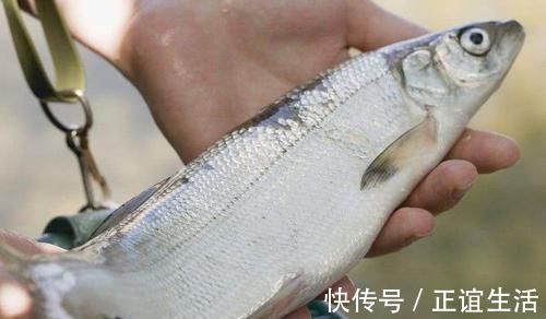 燕窝粥|月经量少的女人,不妨每天吃点它,能帮你滋养卵巢,调理月经!