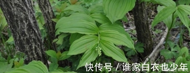野菜|农村常吃的野生植物，只有几片叶子，有钱人都爱的不行！