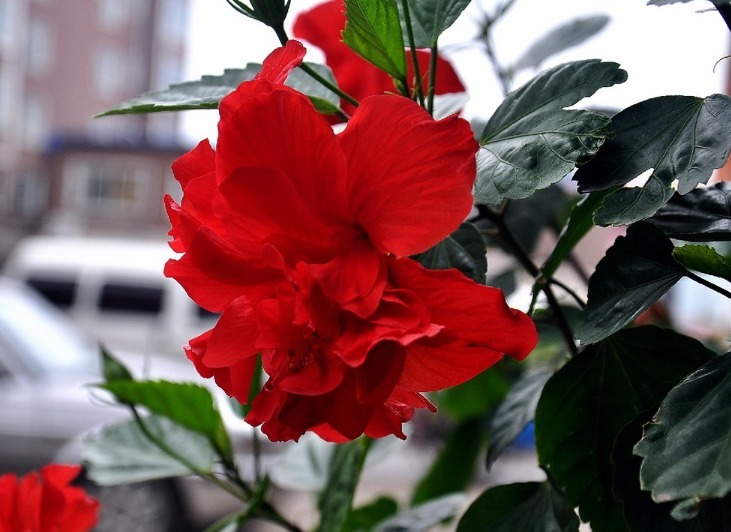 北方家里当宝的花，南方大马路上全都是，我酸了！